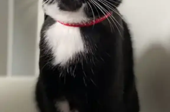 Animaux perdus , photo: Jeune chat perdu à Guerlédan
