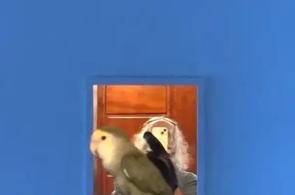 Ave Cariñosa Busca Hogar en Ca...