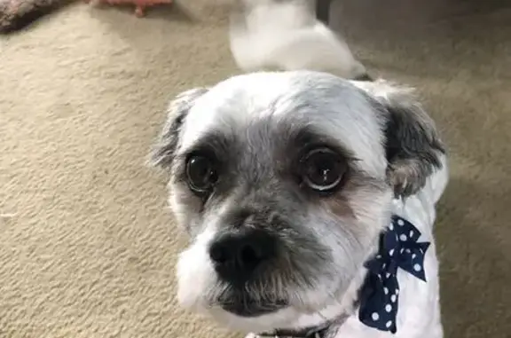 Help Find Charlie: 6-Year-Old Maltese
