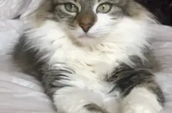 Chat perdu, Lanester, photo: Chatte perdue, grise/blanche, Lanester