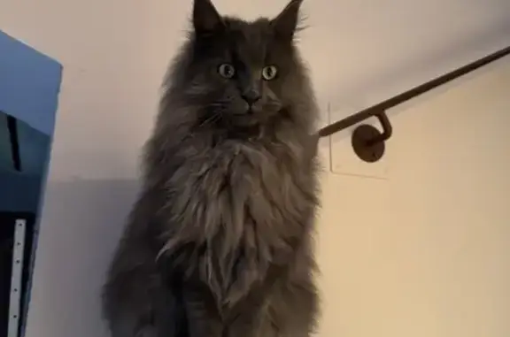 Chat perdu, Nans-les-Pins, photo: Chat perdue Bleue smoke pucée, craintive