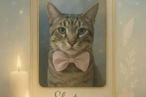 Chat tigré gris perdu à Marseille - photo