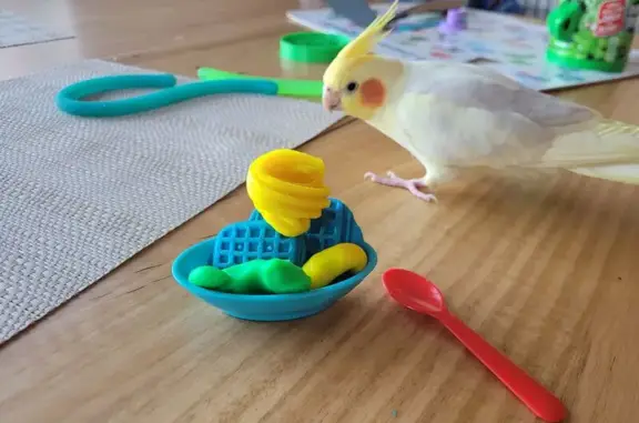 Lost Yellow Bird in Parkervill...