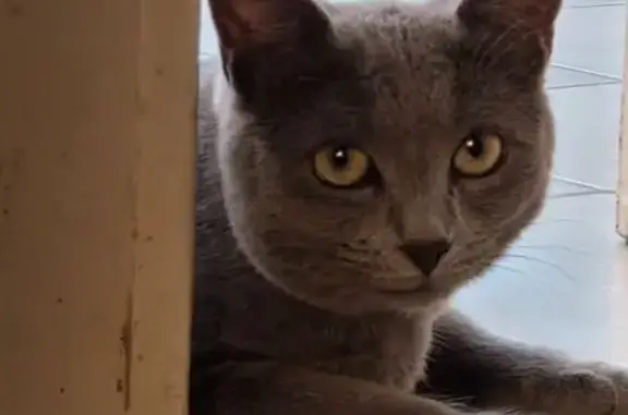Petite chatte grise perdue à Concarneau - photo