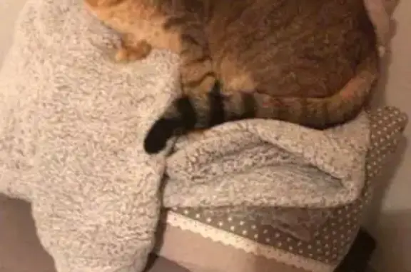 Chatte tigrée roux 13 ans perdue à La Ciotat - photo