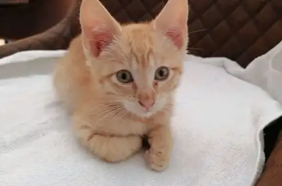 Chat trouvé , photo: Chaton roux mâle trouvé à Fals