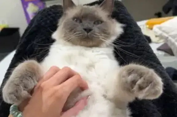 Lost Cat: White/Grey, Blue Eyes, Moonee