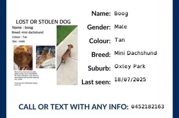 Lost Tan Mini Dachshund in Oxley Park
