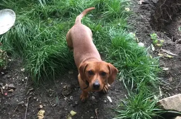 Chien perdu Culhat, photo : Chien perdu, sociable, Rue de la Motte, Culhat