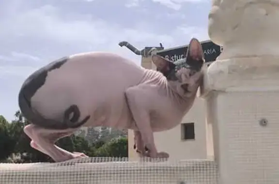 ¡Gato Perdido! Ratón Roto en Alicante