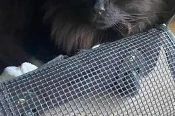 Chat noir à longs poils perdu à Créteil - photo