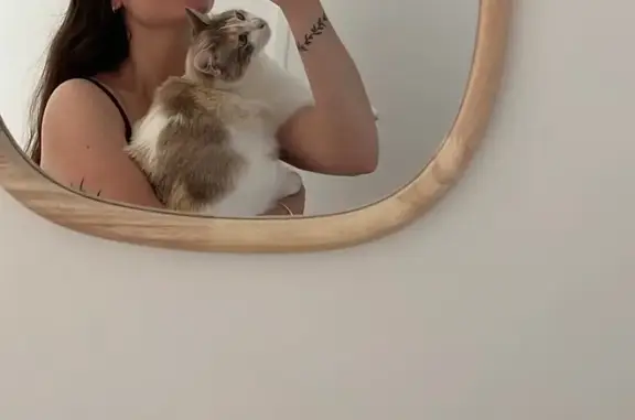 Chatte perdue Bulle, câline et sociable - photo