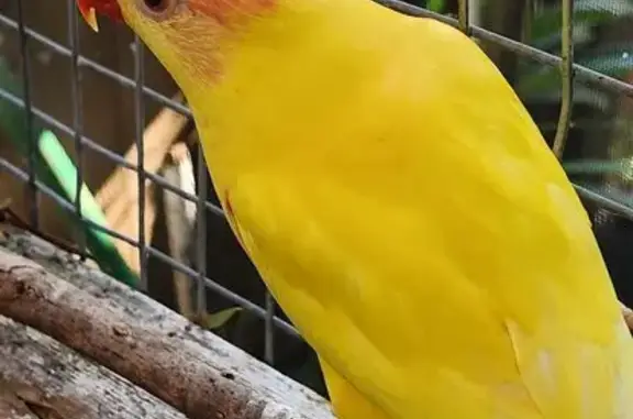 Lost Yellow Lorikeet: Help Find Peach!
