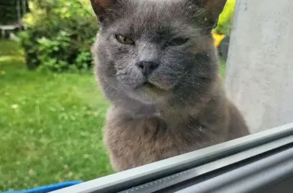 Animaux trouvés , photo: Chat gris sociable trouvé à Gélannes