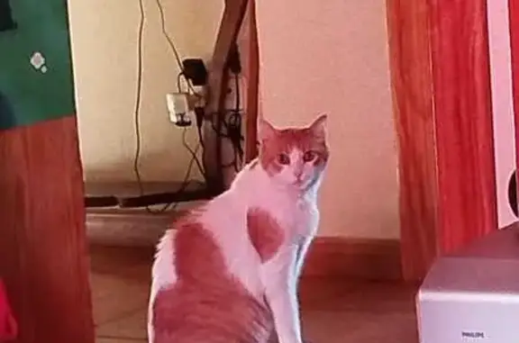 Gatos perdidos, Valladolid, foto: Gato Perdido en Valladolid: Albéniz, 4