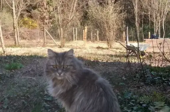Animaux perdus , photo: Chatte gris clair perdue à Chazey-Bons