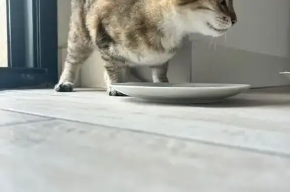 Animaux trouvés , photo: Chatte tigrée trouvée Impasse Léonie