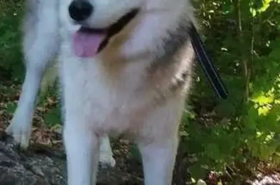 Husky perdu à Palaiseau, besoin urgent d'aide - photo
