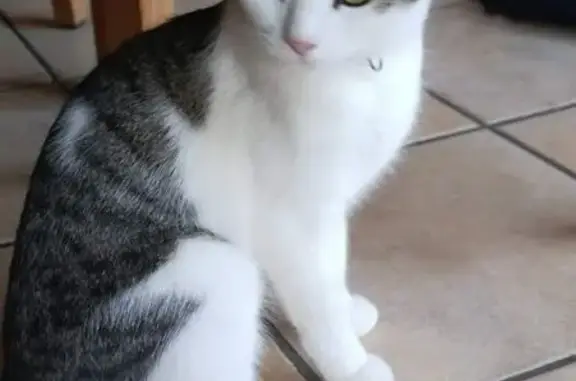 Perdue : Chatte tigrée grise, Varennes-sur-Usson - photo