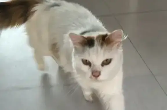 Chat trouvé La Chapelle-Saint-Mesmin, photo: Chatte tricolore trouvée à La Chapelle
