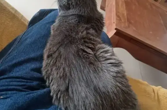 Animaux trouvés , photo: Perdu : Chat Gris Chartreux 7 Mois, Câlin