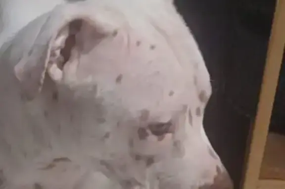 cachorro desaparecida