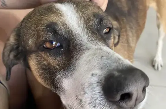 cachorro encontrada