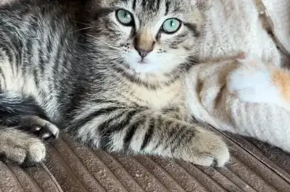 Lost Grey Tabby Cat in Kelty, Scotland