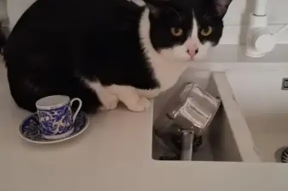 ¡Ayuda! Gato perdido en Delicias, Madrid