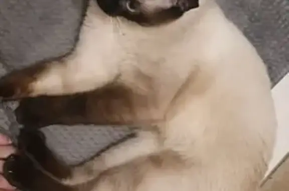 Chat beige perdu, yeux bleus, Fameck - photo