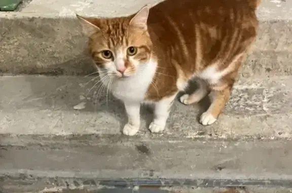 Animaux perdus Nantes, photo: Chat roux-blanc perdu à Nantes