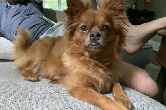 Lost Dog: Rusty Pomeranian-Pug Mix