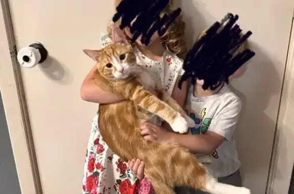 Missing cat Boyd, photo: Lost Orange & White Cat on Rose St.