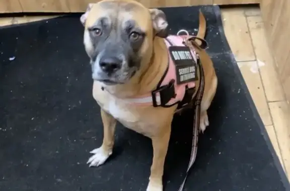 Help Find Honey: Lost Dog in Thomson, GA