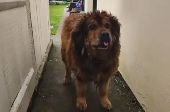 Chien trouvé Landerneau, photo: Chien trouvé fatigué Rue Vuillemin