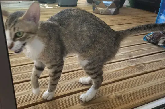 Chat trouvé, sociable, non pucé, St-Laurent - photo