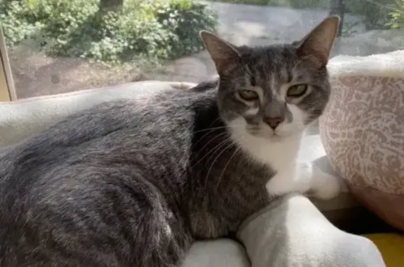 Lost Gray Cat: North Anita Ave, Whitefish Bay