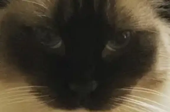 Lost Ragdoll Cat: Willow, Call 917-328-3905