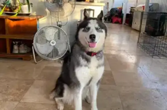 Lost pets Jacksonville, photo: Lost Husky: Blue Eyes, Pink Collar, Jacksonville