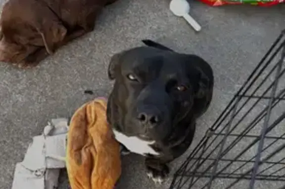 Lost: Energetic Black Pit Bull Mix
