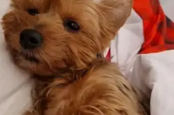 Chien perdu , photo : Chien noir et marron perdu à Quinssaines