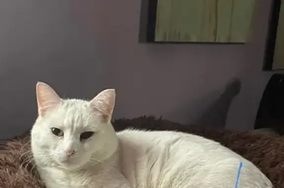 Lost White Cat, 10yo Male - Wolcott Area