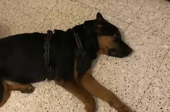 Jeune chienne croisée trouvée à Marseille - photo