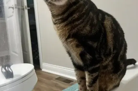 Lost Tabby: Unique Tesla Marking Found