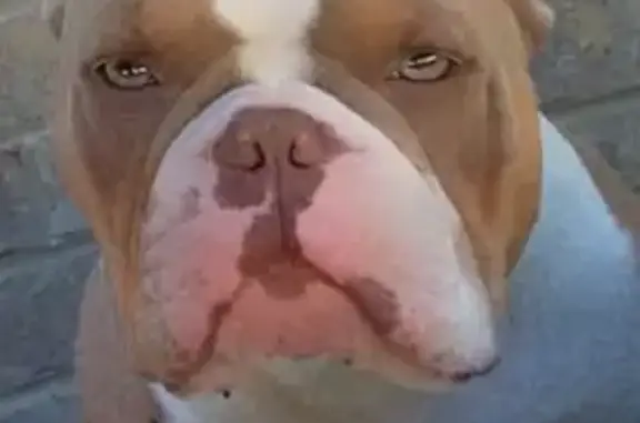 Lost pets Indianapolis, photo: Lost Tan Dog 'Scar' Near Grandiose Dr.