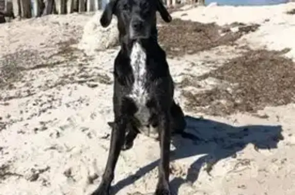 Lost Black Dog: Shiny Coat, Very Smart