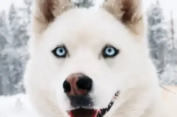Lost Dogs: Huskies Missing in Colorado