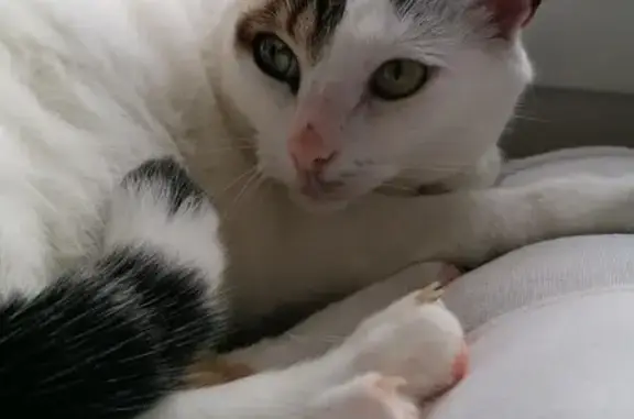 Animaux perdus Reims, photo: Chat perdu : blanc tacheté, yeux verts, Reims