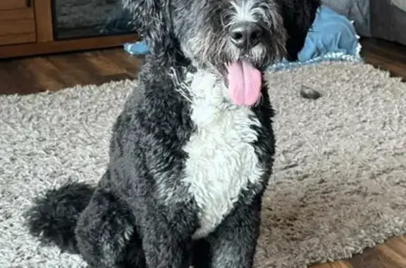Lost pets Cedar Falls, photo: Lost Black Dog: Rocky Ridge Rd, Cedar Falls