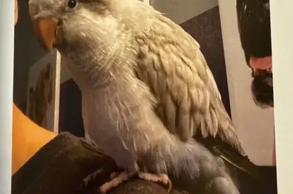 Lost pets Arizona City, photo: Lost Blue-Grey Bird with Red Leg Band